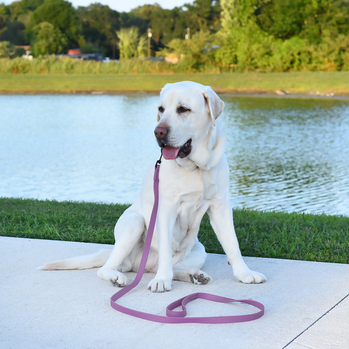 Biothane Waterproof Dog Leash 4 ft