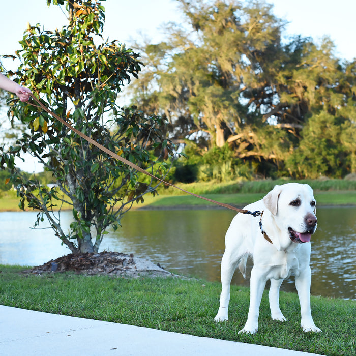 Biothane Waterproof Dog Leash 4 ft