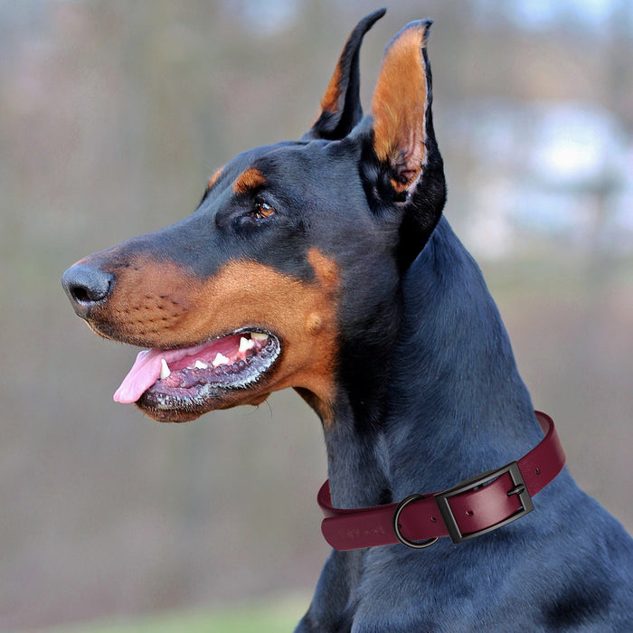 Biothane Waterproof Dog Collar - XS (9 to 12 inches)