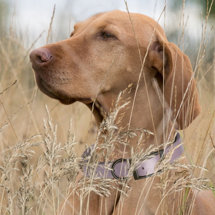 Biothane Waterproof Dog Collar - L (18 to 22 inches)