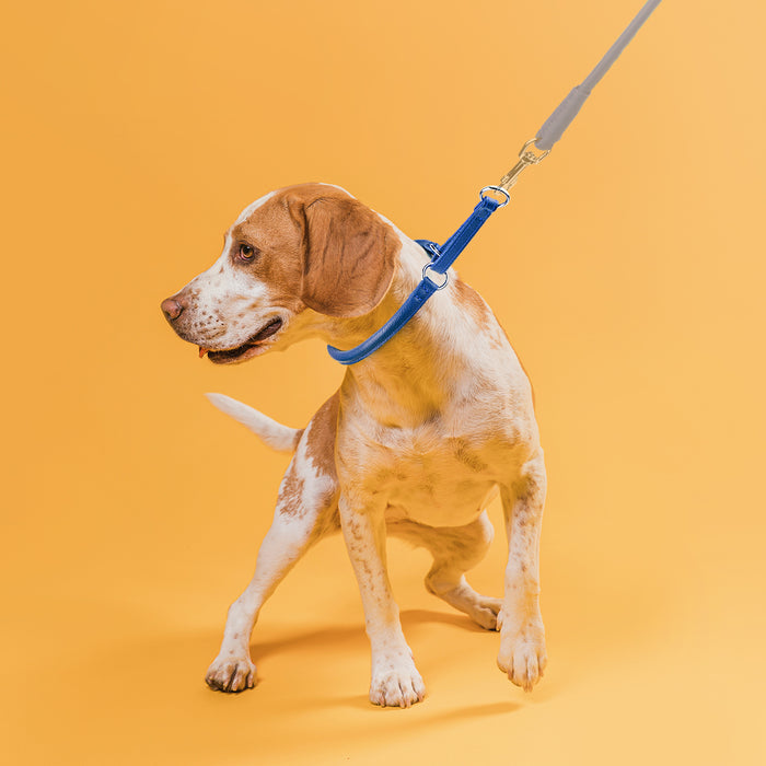 Soft Leather Round Martingale Collar for Dogs