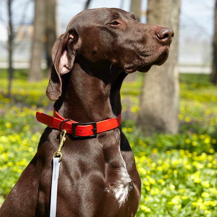 Viper Biothane Working Dog Lead, 4 Feet Long