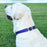 Dogline Biothane Waterproof Dog Collar with Herm Sprenger Stainless Steel Quick Release Buckle