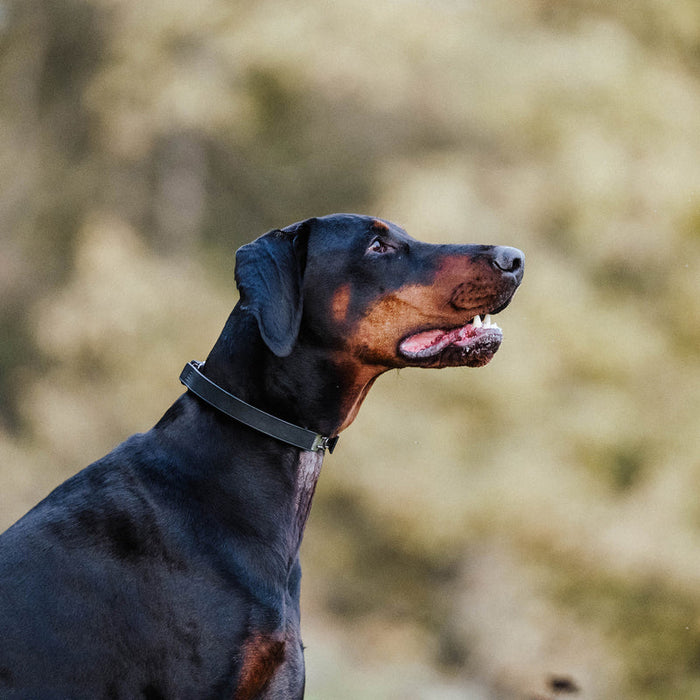 Sprenger Rubber Flexcover for Prong Collar