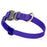 Cobra buckle dog collar with brass D-ring, made from pebbled Biothane, 3/4 inch wide, adjustable, Blueberry