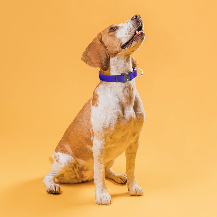 Dogline Pebble Emboss BioThane Dog Collar with Heavy Duty Cobra Buckle