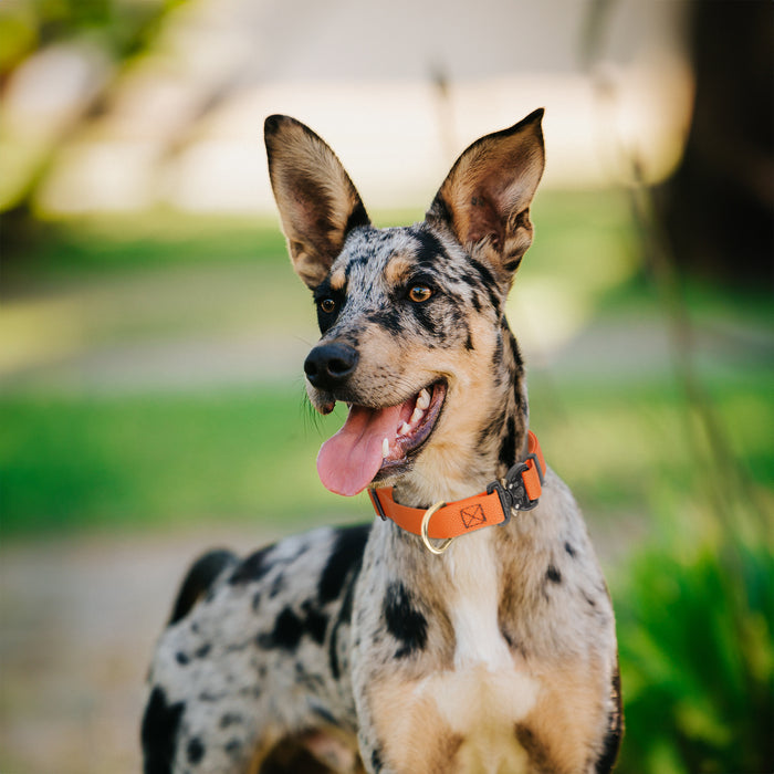 Dogline Pebble Emboss BioThane Dog Collar with Heavy Duty Cobra Buckle