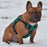 Dogline Quest Multi-Purpose Dog Harness