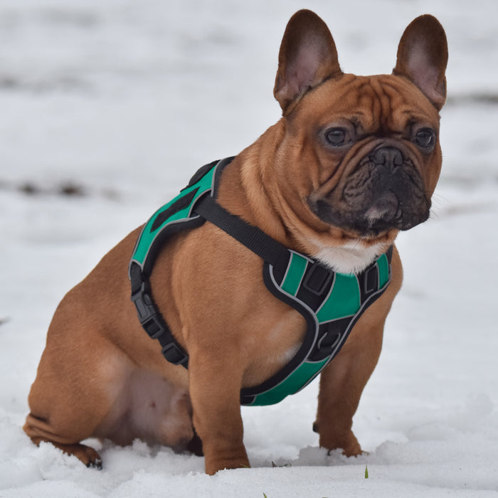 Dogline Quest Multi-Purpose Dog Harness