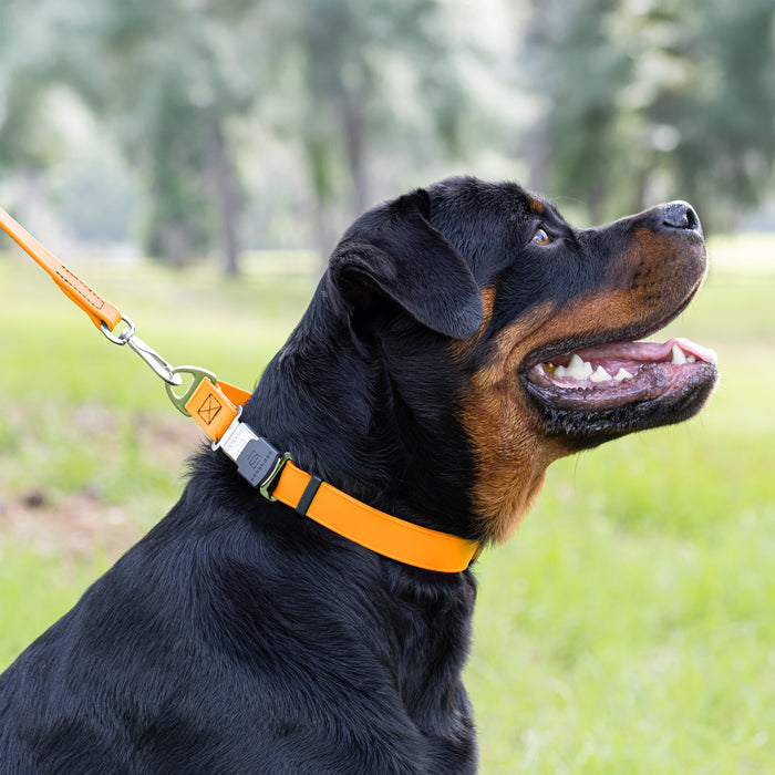 Dogline Biothane Waterproof Dog Collar with Herm Sprenger Stainless Steel Quick Release Buckle