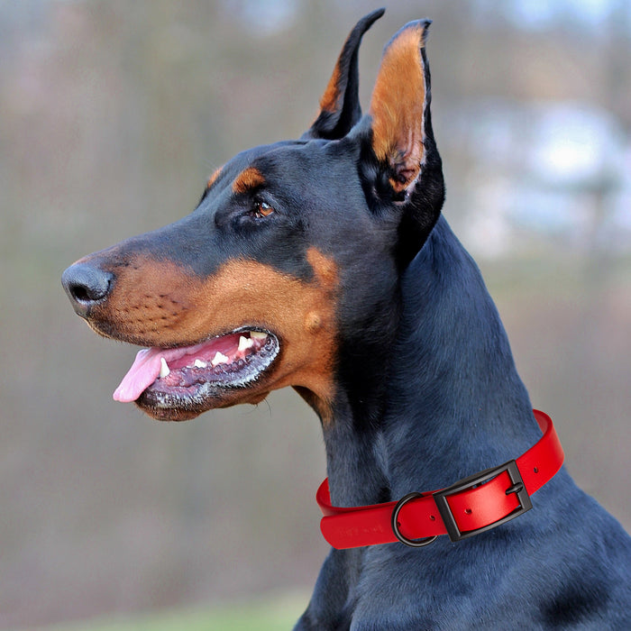 Biothane Waterproof Collar - Wide - XL (20 to 24 inches)