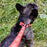 Biothane Service Dog Collar and Leash