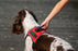 Dogline ESA Dog 3D Rubber Patches